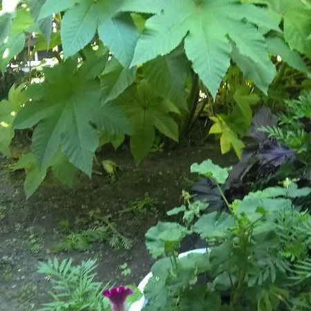 Casa Ancora Konukevi 3*