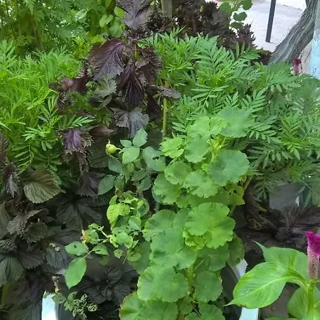 Konukevi Casa Ancora 3*